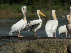 Pelecanus onocrotalus