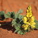 Southern Eland's Pea - Photo (c) Conor Eastment, some rights reserved (CC BY-NC), uploaded by Conor Eastment