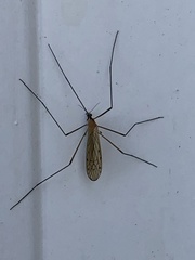 Limonia nigropunctata