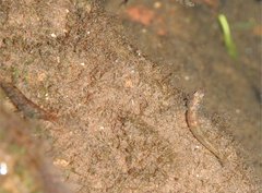 Rhinogobius duospilus