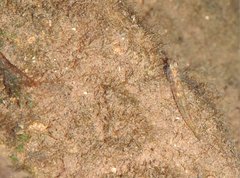 Rhinogobius duospilus