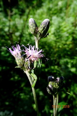 Saussurea controversa
