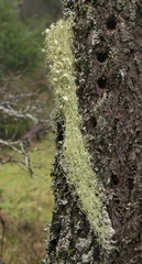 Usnea ceratina