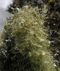 Usnea ceratina