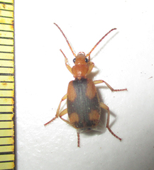 Brachininae