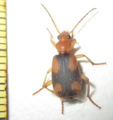 Brachininae
