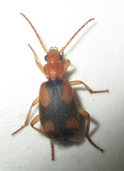 Brachininae