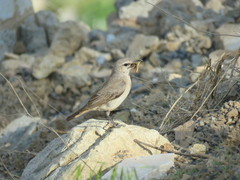 Oenanthe chrysopygia