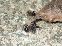 Stictoponera bicolor