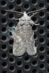 Scythrophanes stenoptera