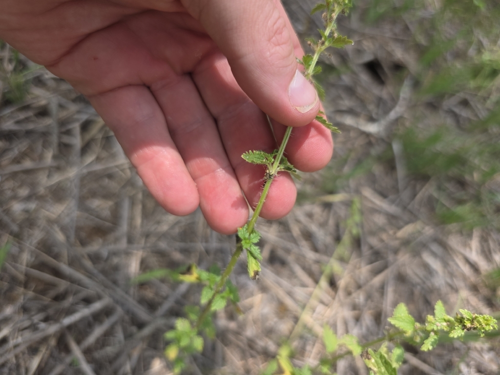 Urtica chamaedryoides; photograph (c) Cleveland Powell, some rights reserved (CC BY)