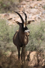 Hippotragus equinus equinus