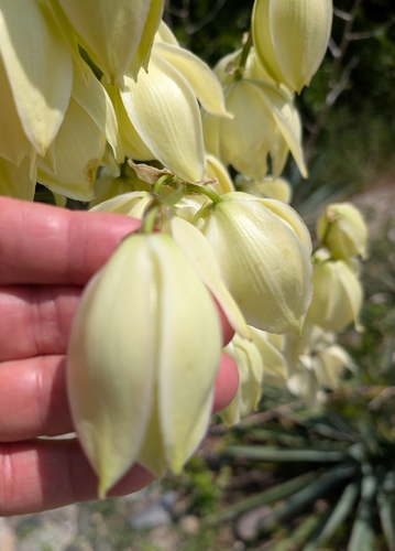 Yucca arkansana
