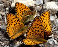Argynnis niobe