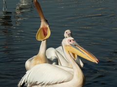 Pelecanus onocrotalus