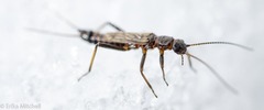 Allocapnia pygmaea