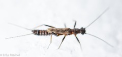 Allocapnia pygmaea