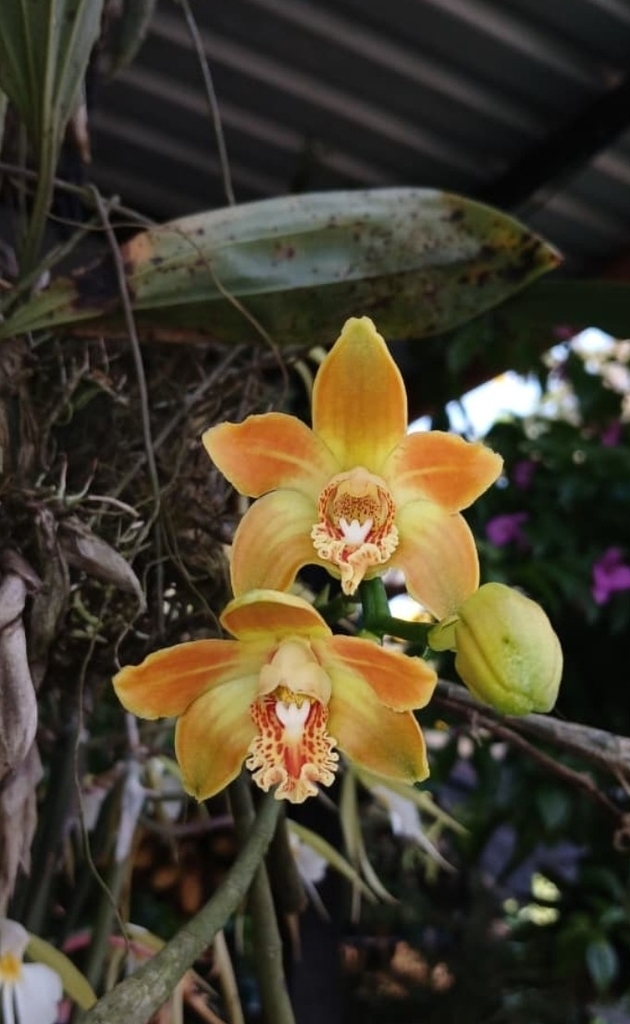 Chysis laevis; photograph (c) Rosalinda Melendrez, some rights reserved (CC BY)