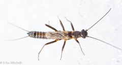 Allocapnia pygmaea