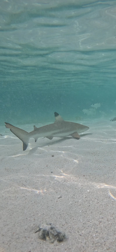 Carcharhinus melanopterus
