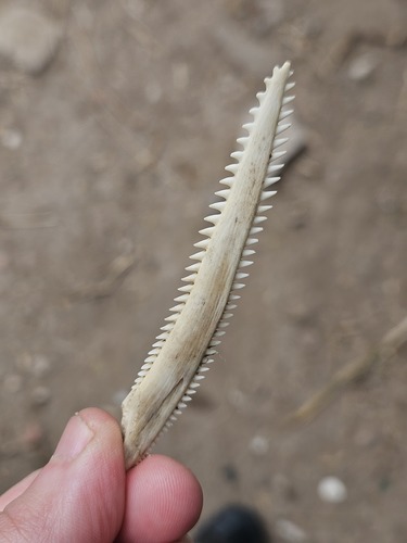 Pterodoras granulosus