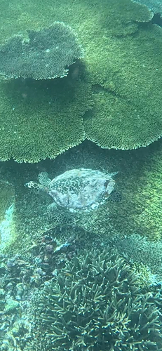 Eretmochelys imbricata