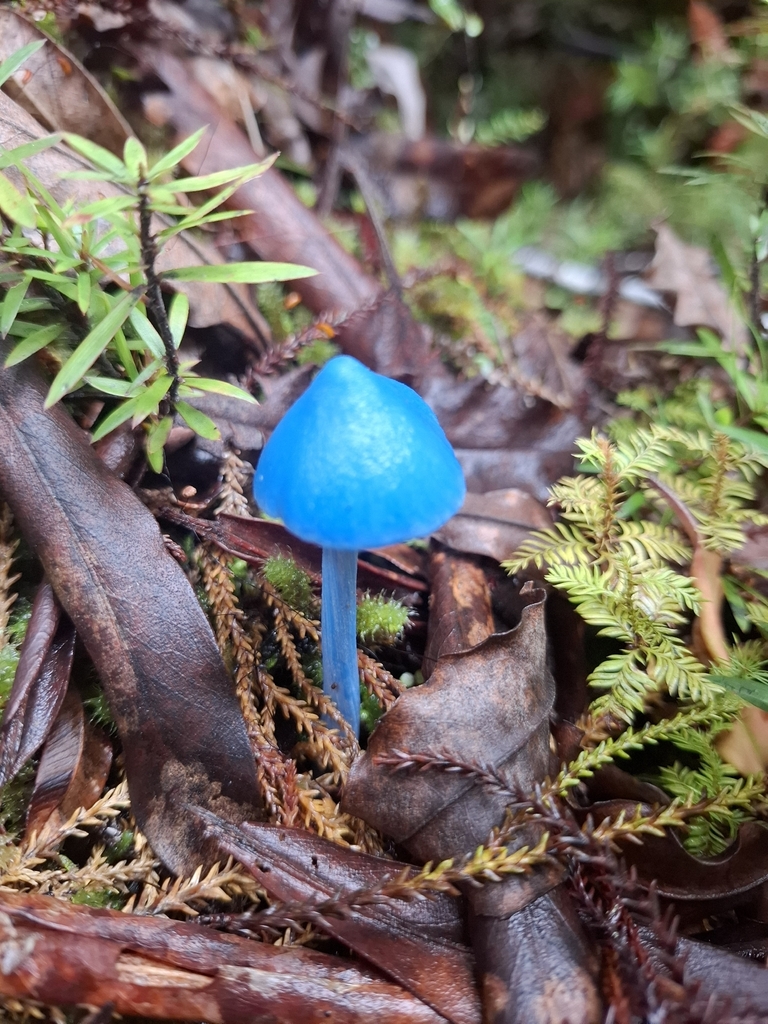 Entoloma hochstetteri · April 2026 · photo: © armillariabianca (iNaturalist, cc0)