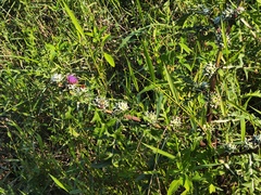 Pacourina edulis, photograph (c) Silvia Ten, some rights reserved (CC BY)