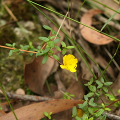Hibbertia empetrifolia