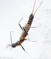 Allocapnia pygmaea