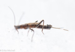 Allocapnia pygmaea