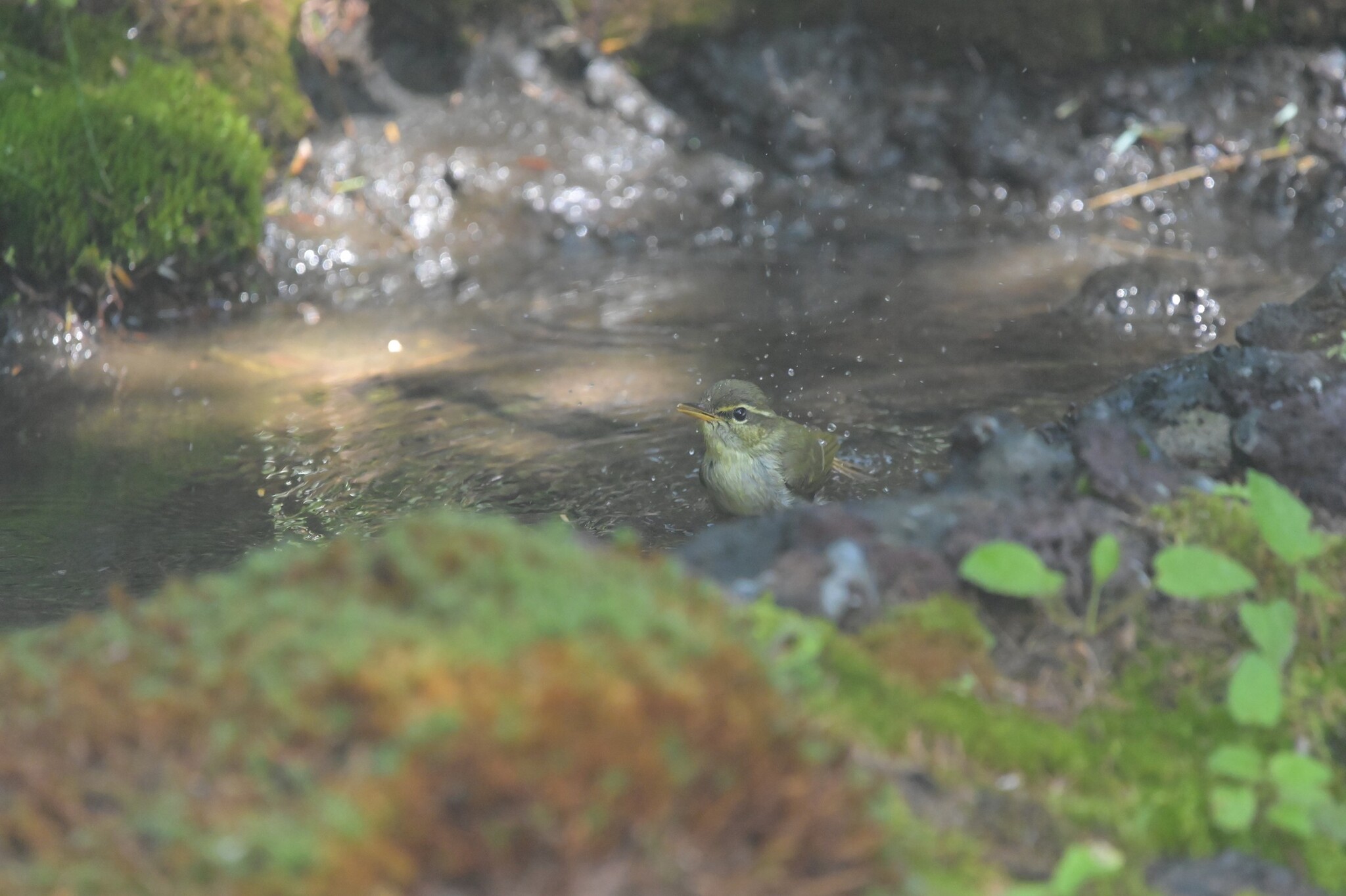 Japanese Leaf Warbler (Phylloscopus xanthodryas), photo 5