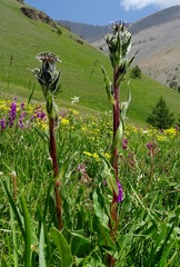 Saussurea baicalensis