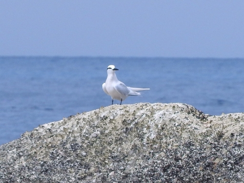 Black-naped Tern (Sterna sumatrana), photo 5