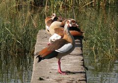 Alopochen aegyptiaca