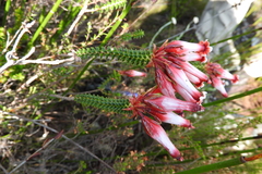 Erica aristata