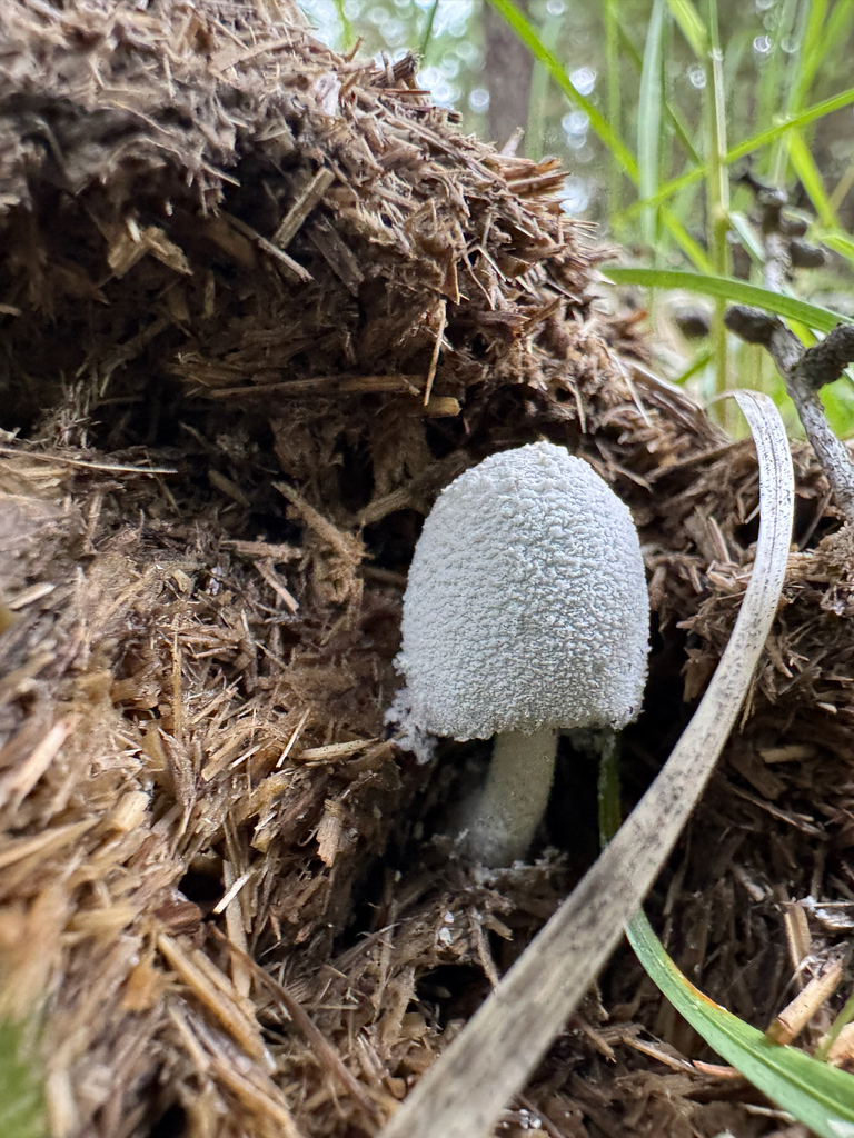 Coprinopsis nivea