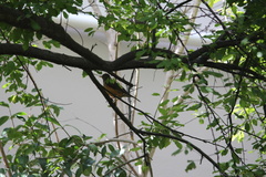 Turdus olivaceus