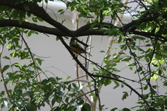 Turdus olivaceus