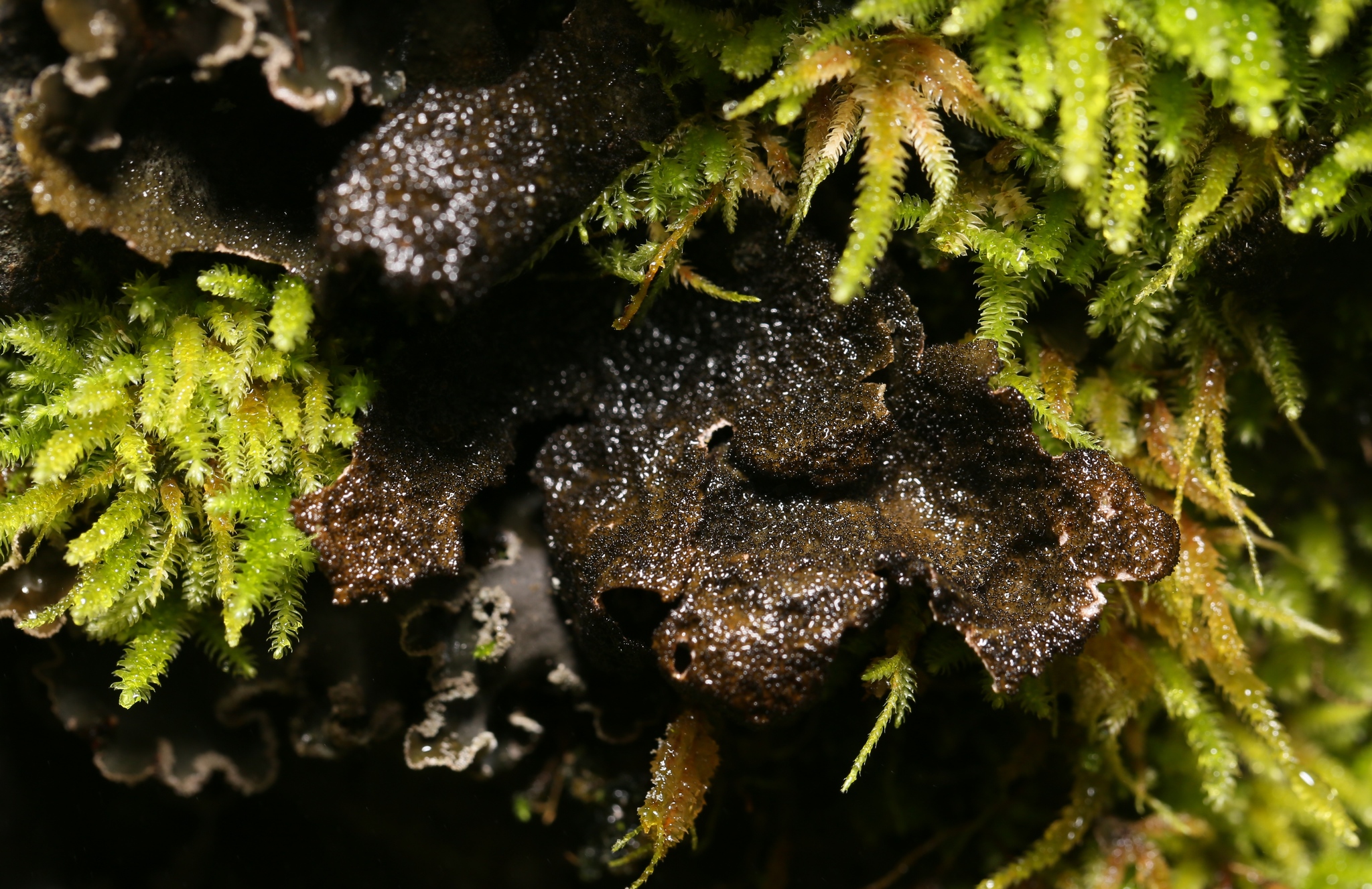 Sticta image