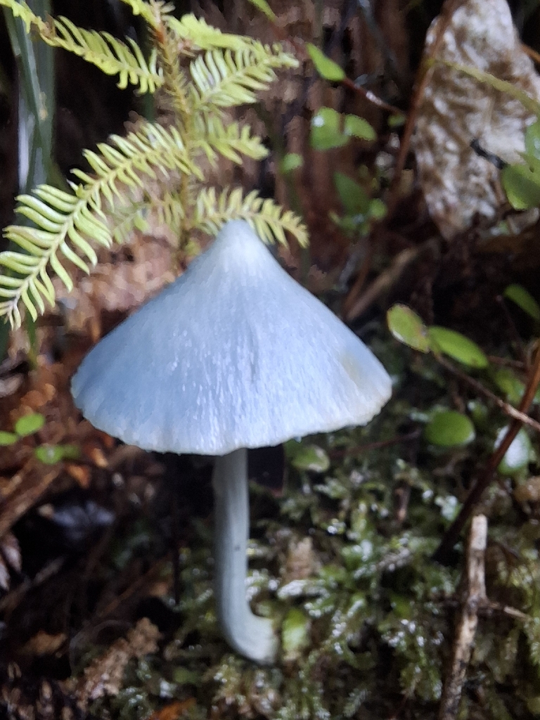 Entoloma hochstetteri · April 2026 · photo: © armillariabianca (iNaturalist, cc0)