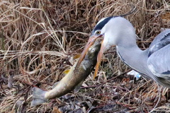 Salmo trutta fario