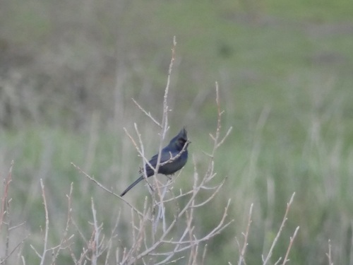 iNaturalist observation photo of Phainopepla