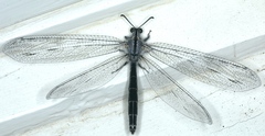 Heoclisis fundata