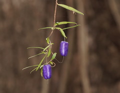 Billardiera macrantha