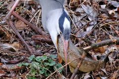 Salmo trutta fario