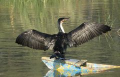 Phalacrocorax carbo