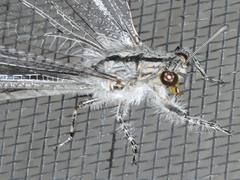 Heoclisis fundata