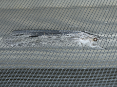Heoclisis fundata