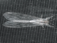 Heoclisis fundata